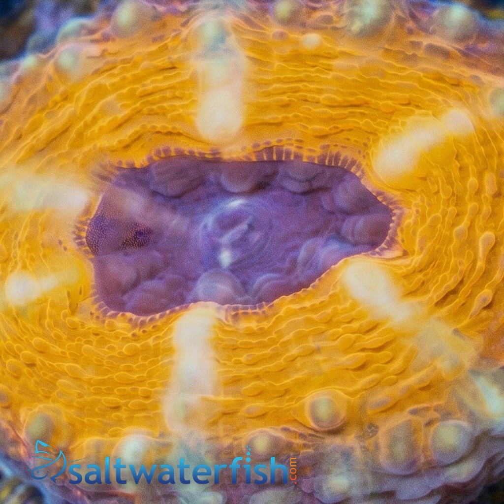 Lobophyllia Brain Coral: Orange Rim w/ Purple Center - Aquacultured