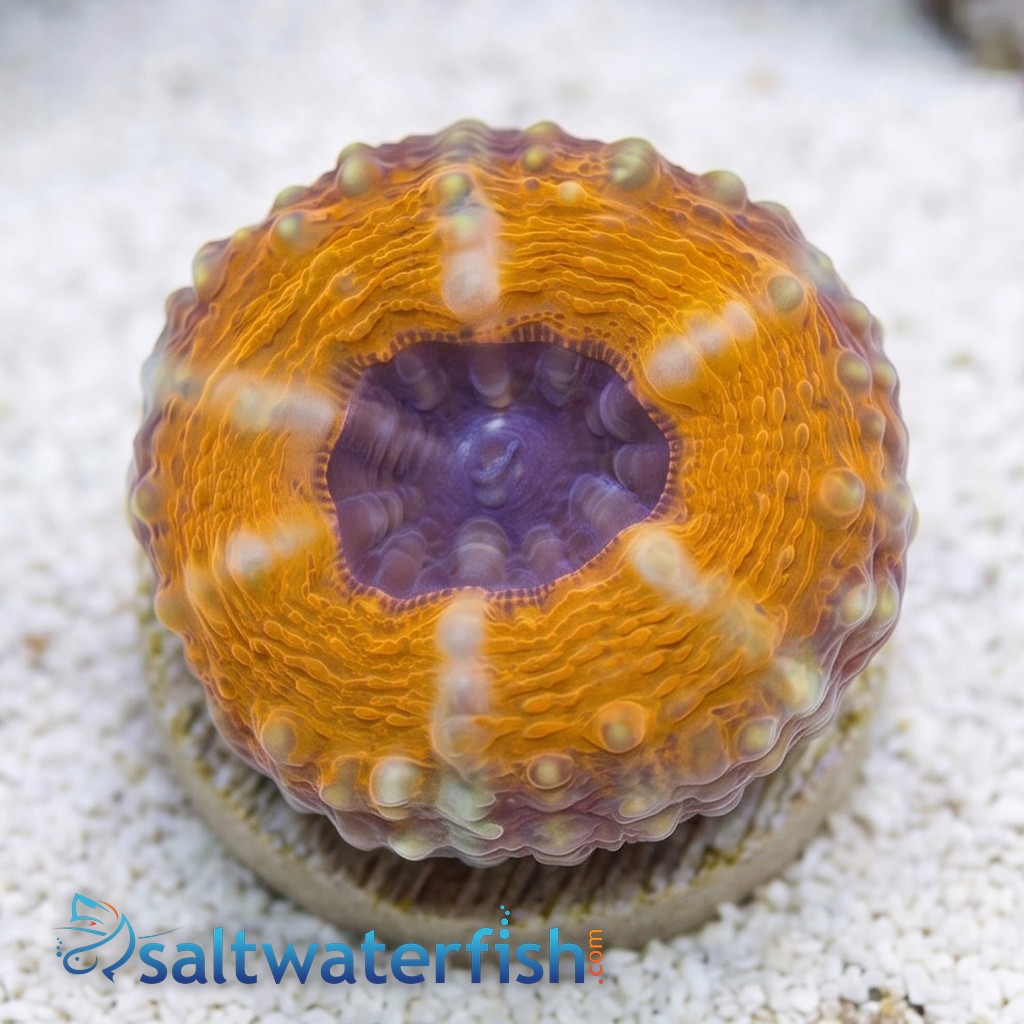 Lobophyllia Brain Coral: Orange Rim w/ Purple Center - Aquacultured