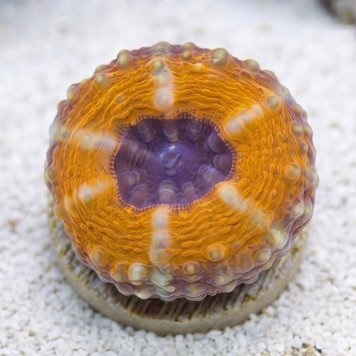Lobophyllia Brain Coral: Orange Rim w/ Purple Center - Aquacultured