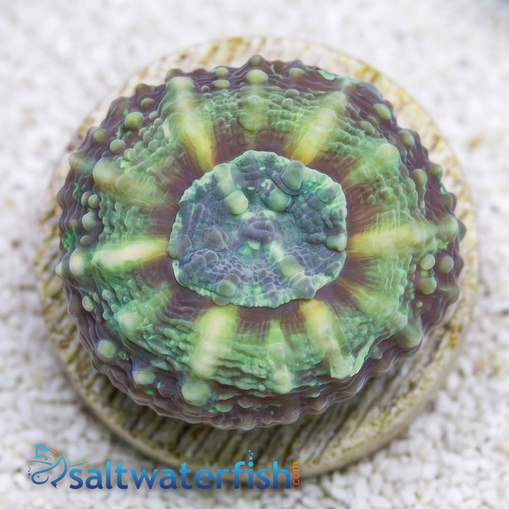 Lobophyllia Brain Coral: Green - Aquacultured