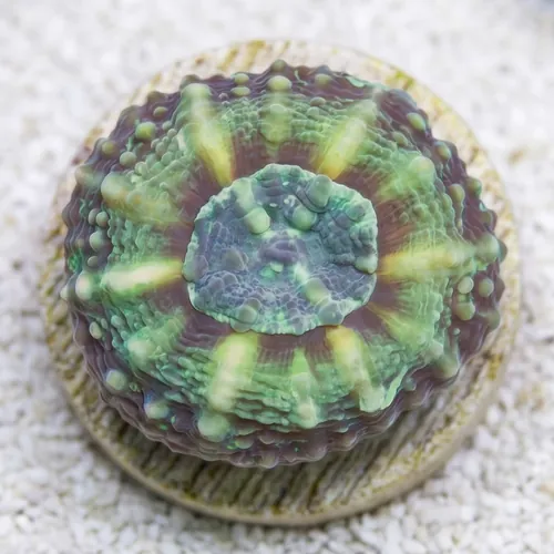 Lobophyllia Brain Coral: Green - Aquacultured