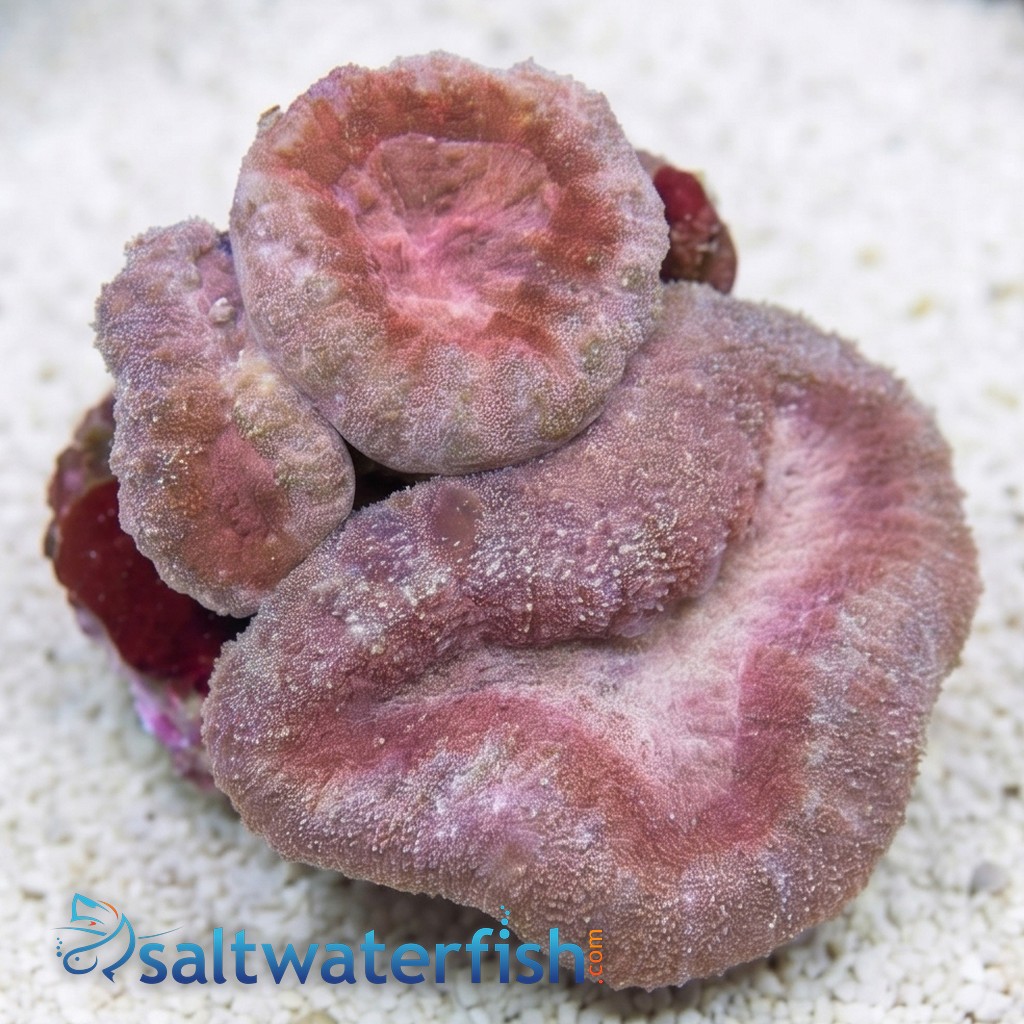 Lobophyllia Brain Coral: Tricolor - Aquacultured