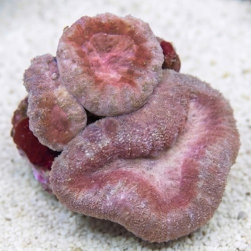 Lobophyllia Brain Coral: Tricolor - Aquacultured