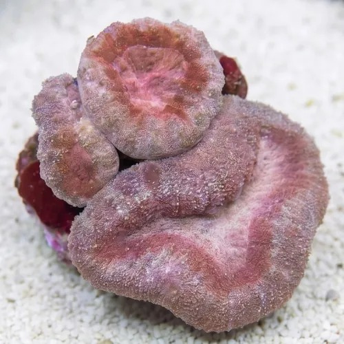 Lobophyllia Brain Coral: Tricolor - Aquacultured
