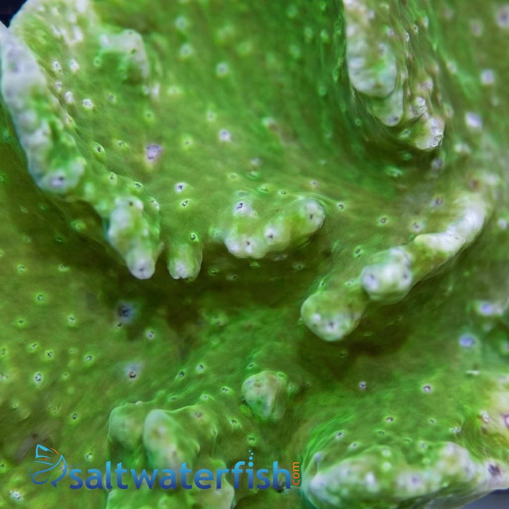 Cabbage Leather: Green - Aquacultured