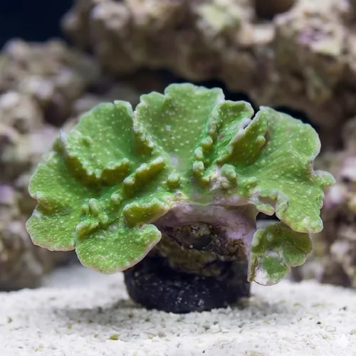 Cabbage Leather: Green - Aquacultured