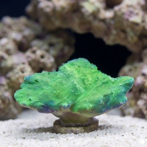 Cabbage Leather: Green Mini - Aquacultured