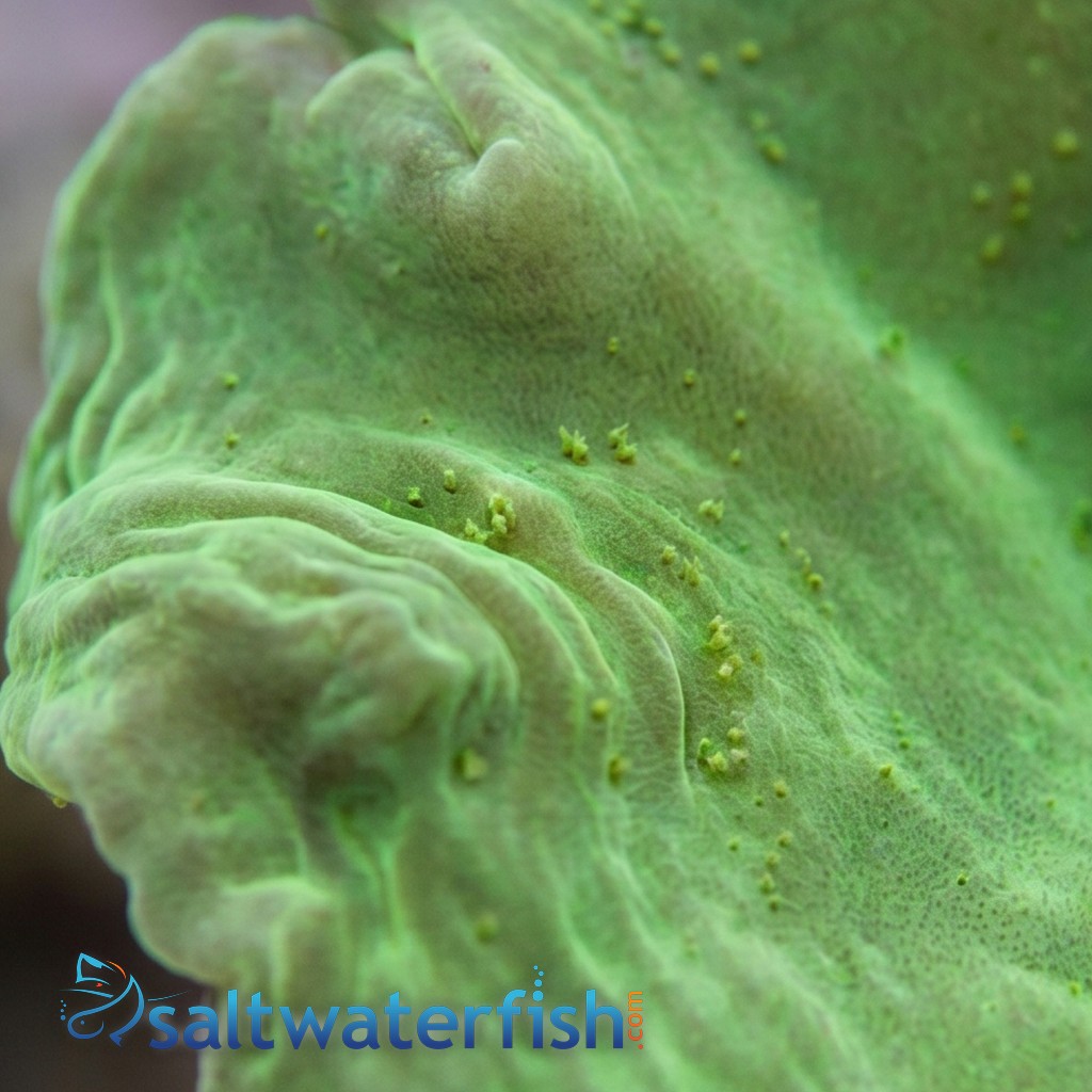 Cabbage Leather: Green - Aquacultured