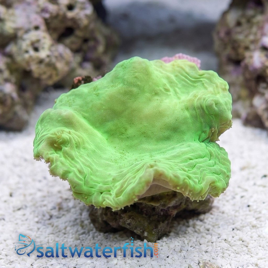 Cabbage Leather: Green - Aquacultured