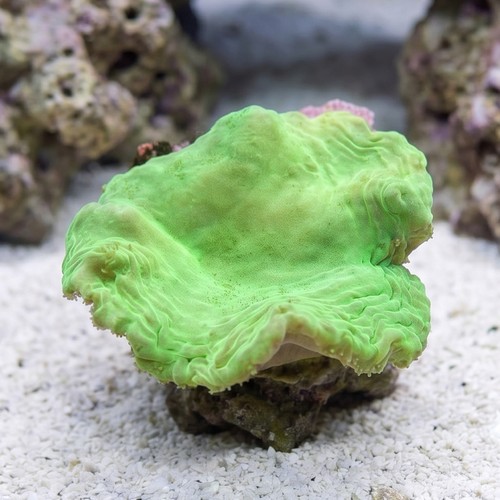 Cabbage Leather: Green - Aquacultured