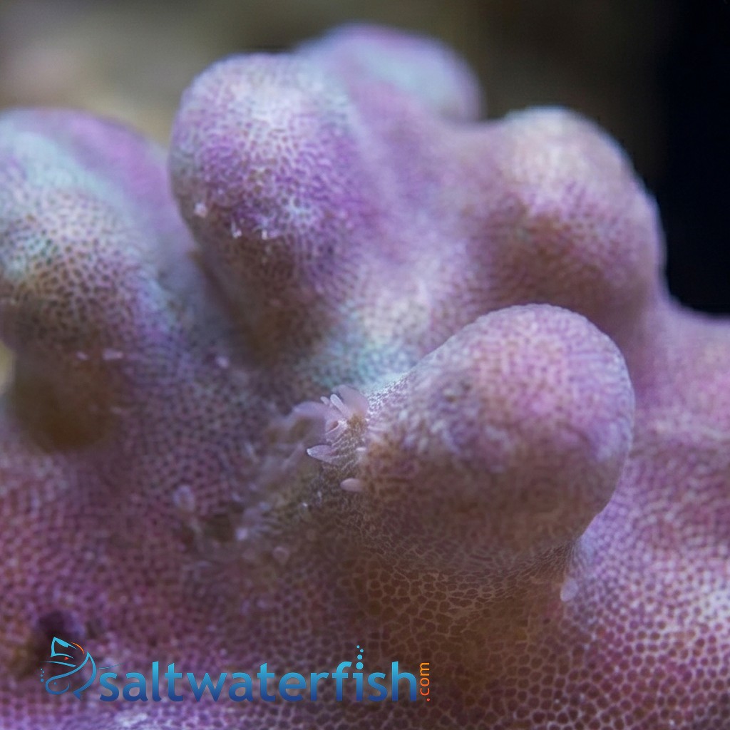 Devil's Hand Leather Coral Mini