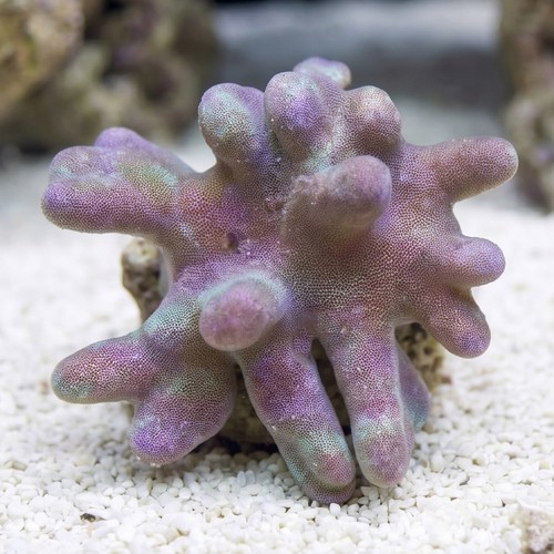 Devil's Hand Leather Coral Mini