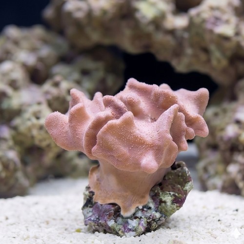 Devil's Hand Leather Coral