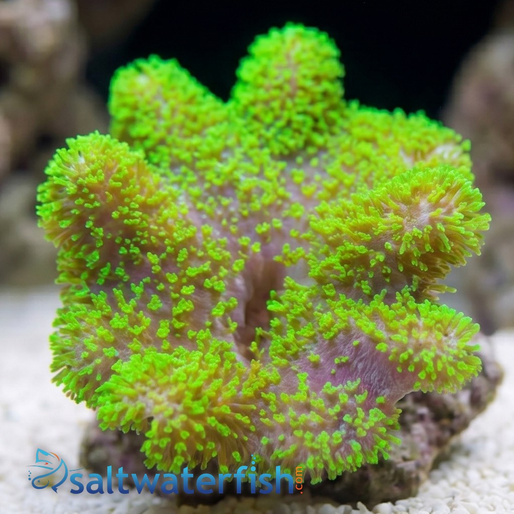 Devil's Hand Leather Coral:Green - South Pacific