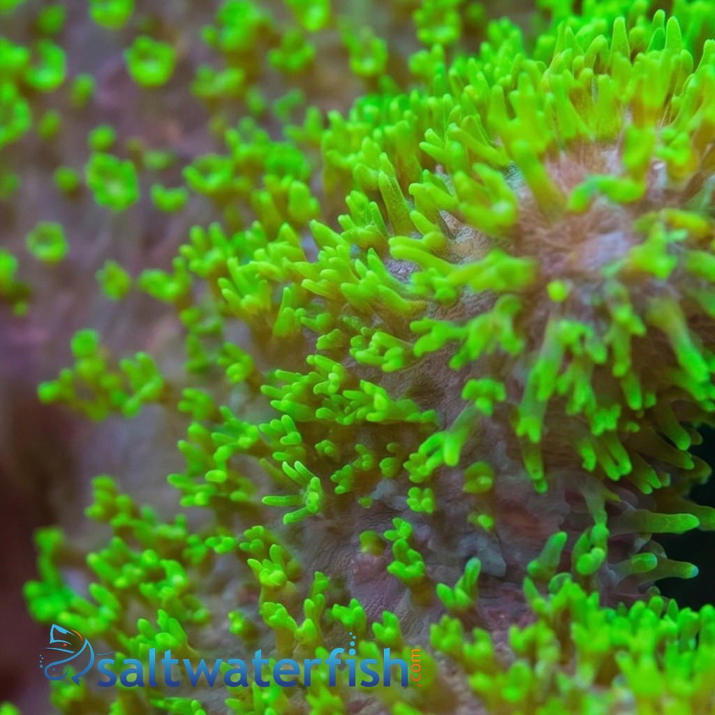 Devil's Hand Leather Coral:Green - Indo Pacific