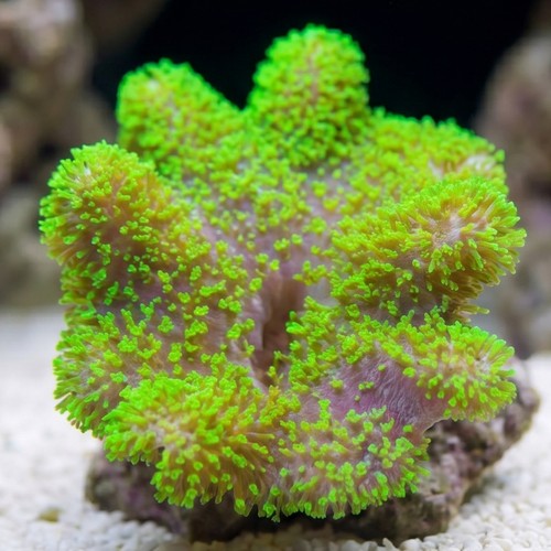 Devil's Hand Leather Coral:Green - Indo Pacific