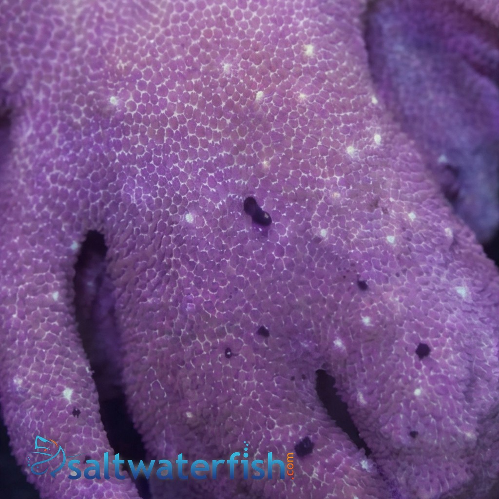 Devil's Hand Leather Coral:Colored Polyp 