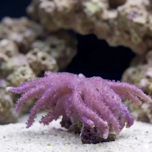 Devil's Hand Leather Coral:Colored Polyp