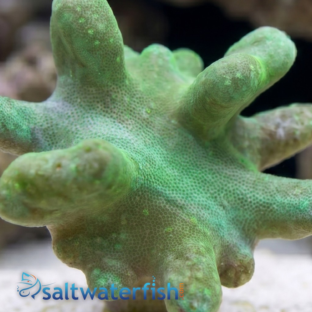 Devil's Hand Leather Coral: Green - Aquacultured