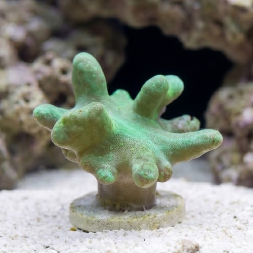 Devil's Hand Leather Coral: Green - Aquacultured