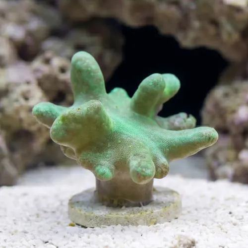 Devil's Hand Leather Coral: Green - Aquacultured