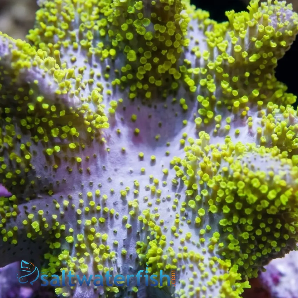 Devil's Hand Leather Coral: Green Polyps - Soft Corals - Coral