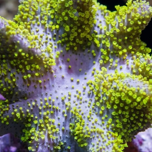 Devil's Hand Leather Coral: Green Polyps