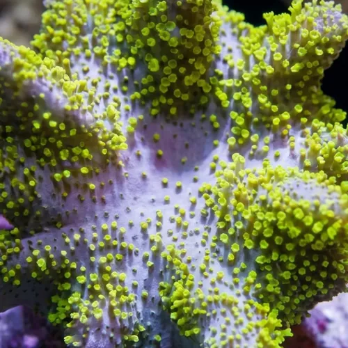 Devil's Hand Leather Coral: Green Polyps