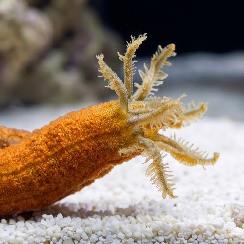 Medusa Worm