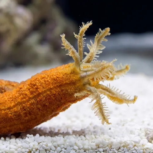 Medusa Worm