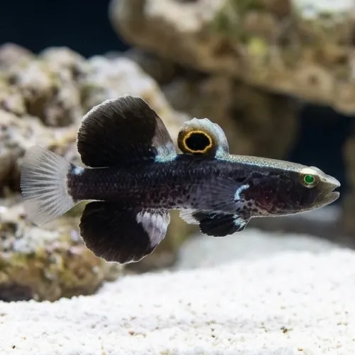 White Cap Goby