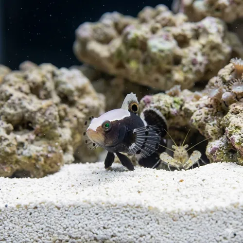 White Cap Goby & Shrimp: Pair