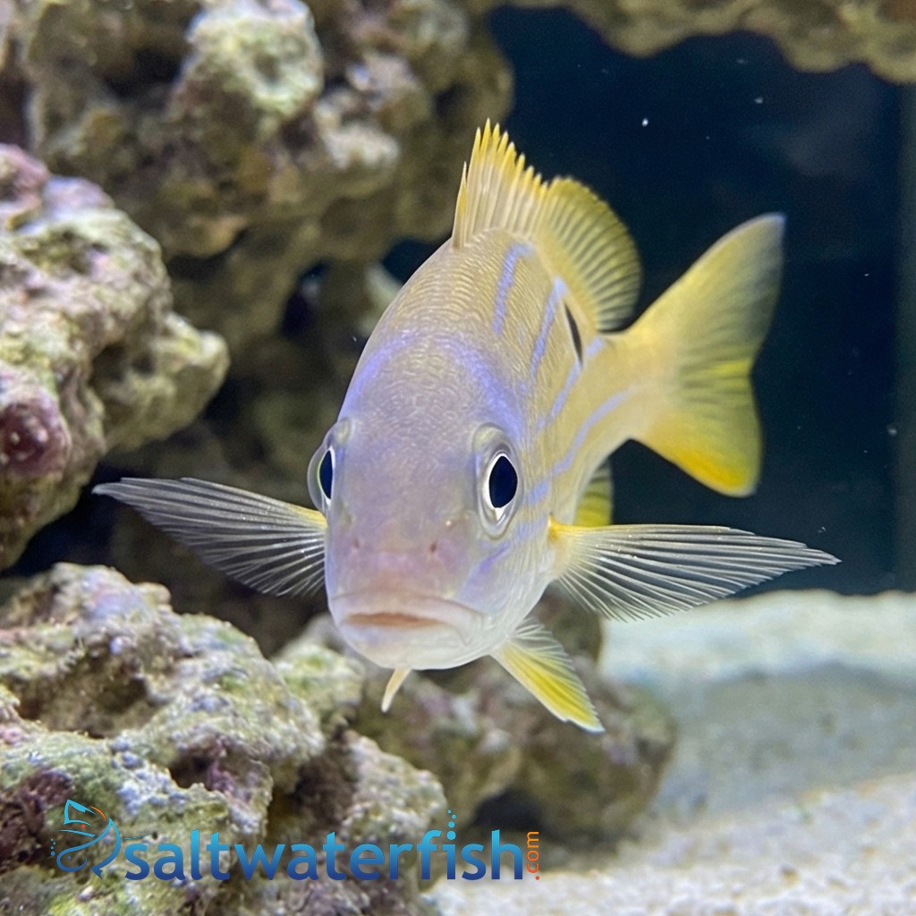 Five-Lined Snapper