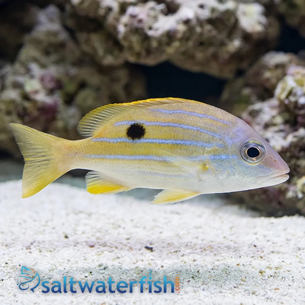 Line Snapper Five-Lined Snapper - Miscellaneous Unique Marine Life - Saltwater Fish