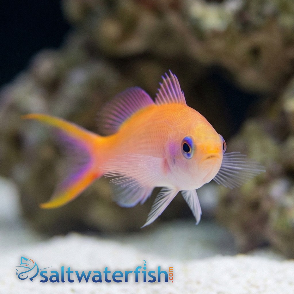 Waitei (Sherbert) Anthias - Marshall Island
