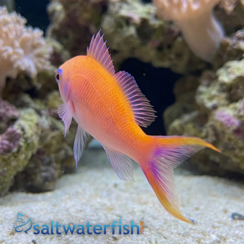 Waitei (Sherbert) Anthias - Marshall Island