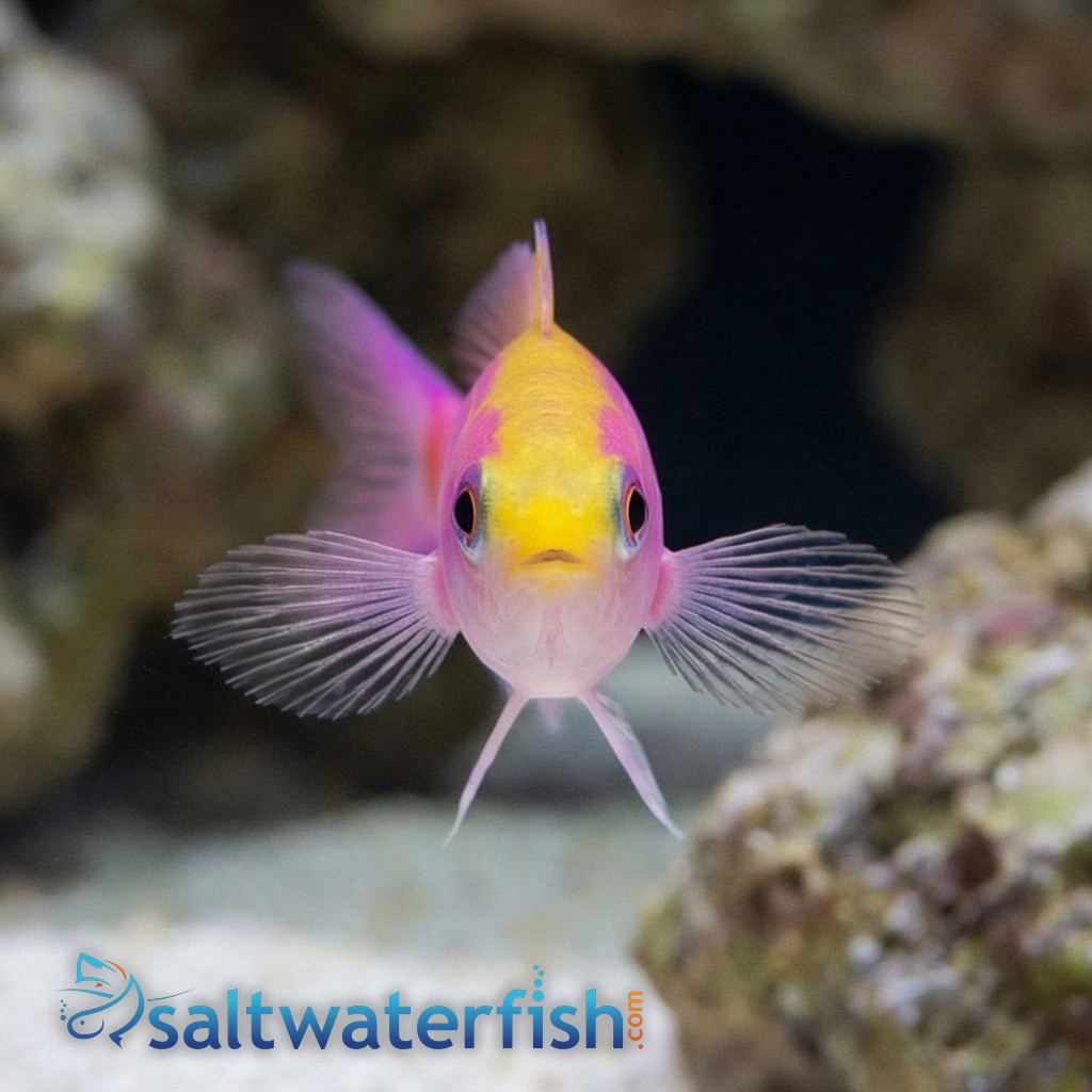 Slender Whitleyi Anthias