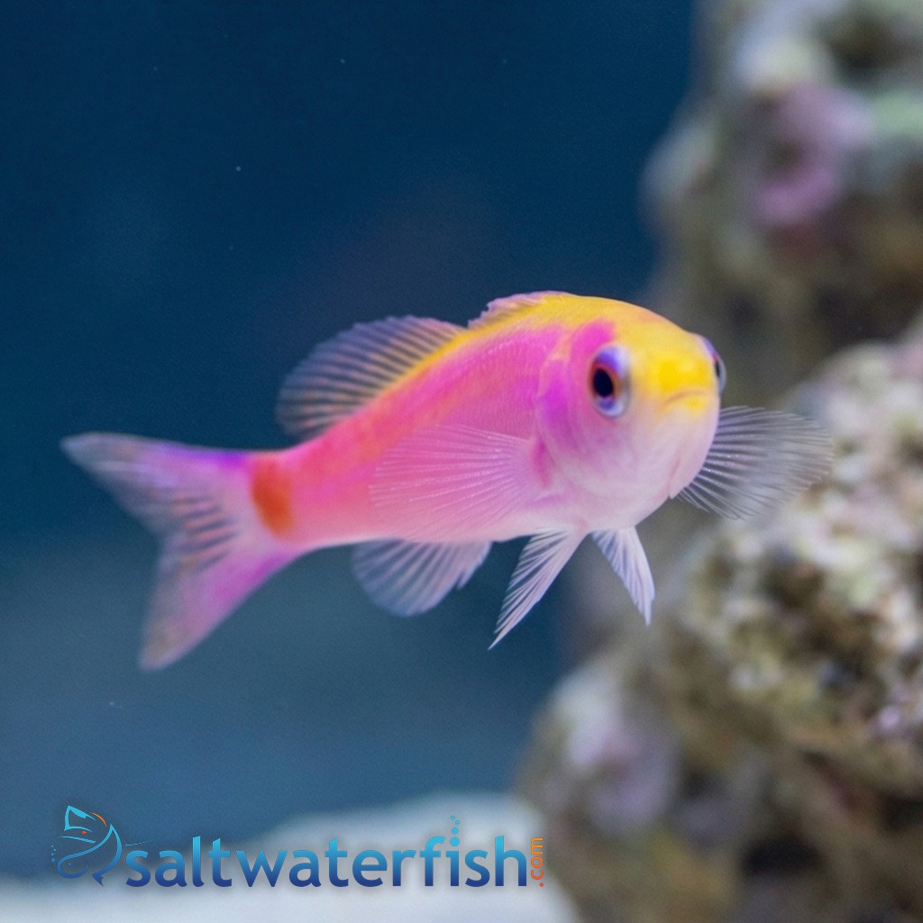 Slender Whitleyi Anthias