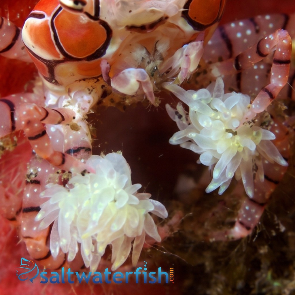 Pom Pom Crab - Indo Pacific