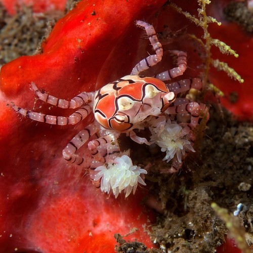 Pom Pom Crab - Indo Pacific