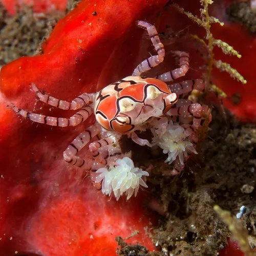 Pom Pom Crab - Indo Pacific