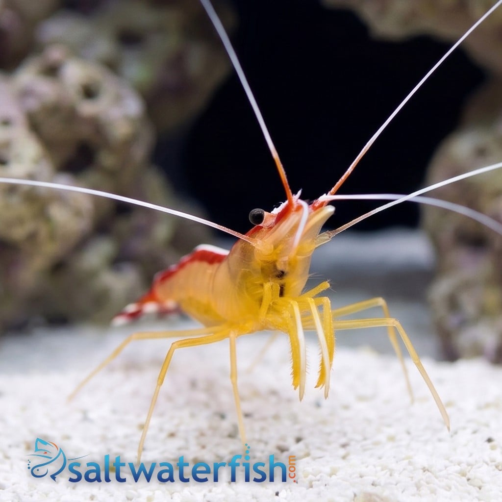 Cleaner Shrimp - South Asia