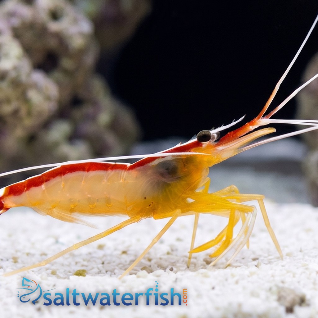 Cleaner Shrimp - South Asia