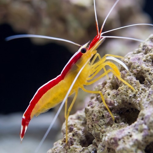 Cleaner Shrimp