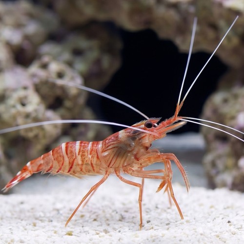Peppermint Shrimp - Aquacultured