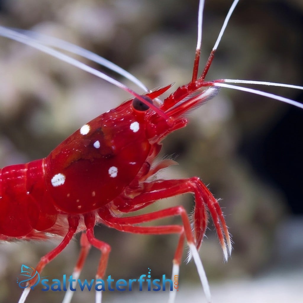 Fire Shrimp