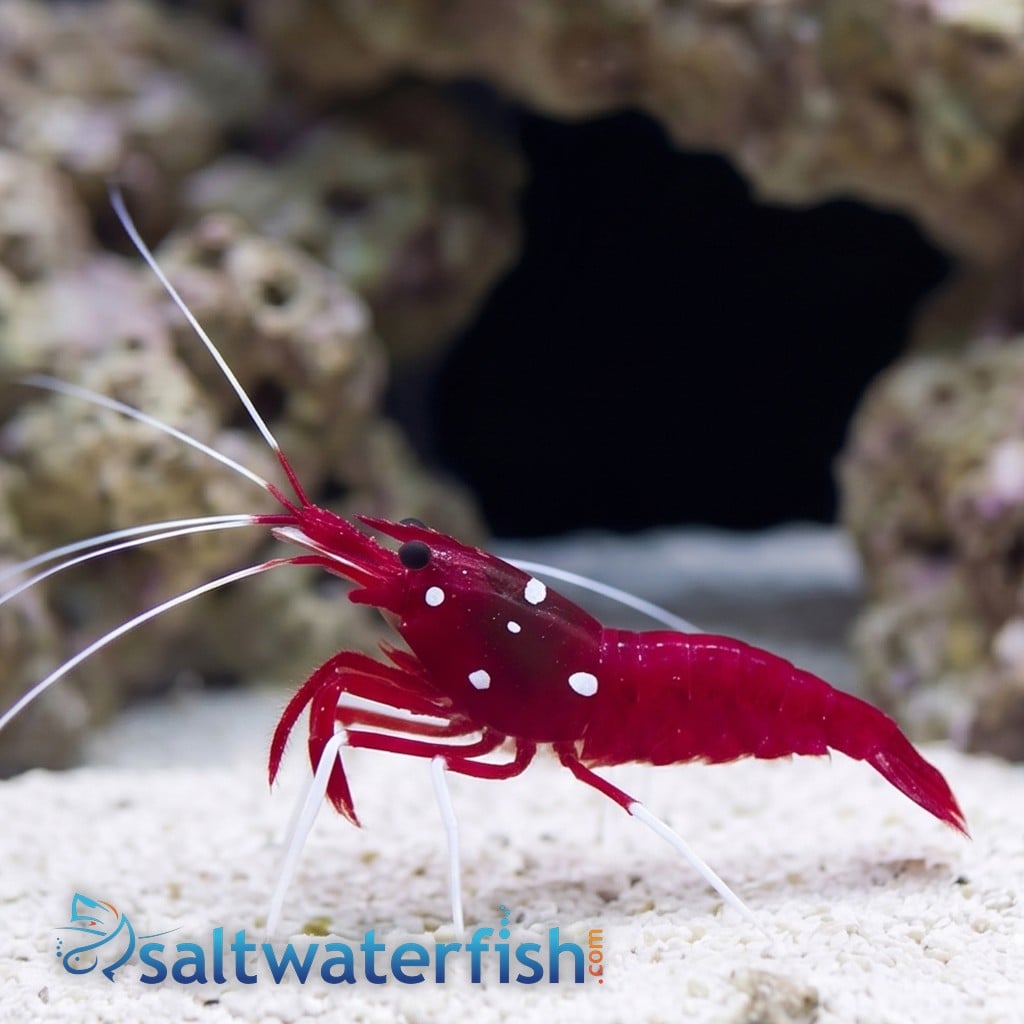 Fire Shrimp