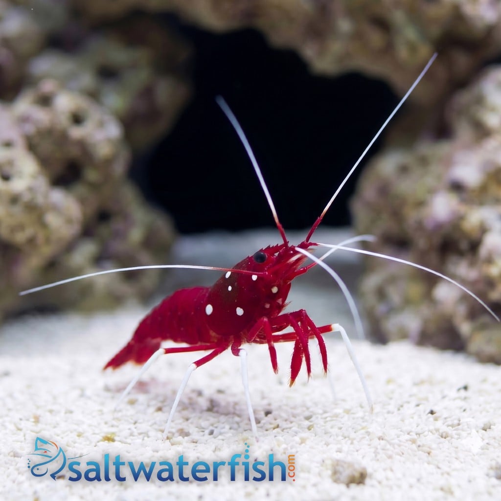 Fire Shrimp