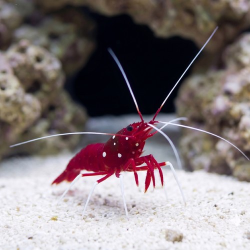 Fire Shrimp