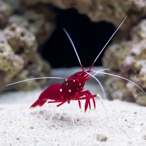Fire Shrimp